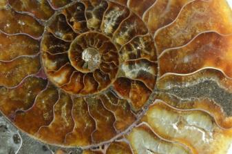 Ammonite_Madagascar